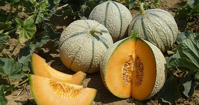 ASL est spécialisé dans les melons à chair orange, comme les types Cantaloup et Charentais. Photo : BASF