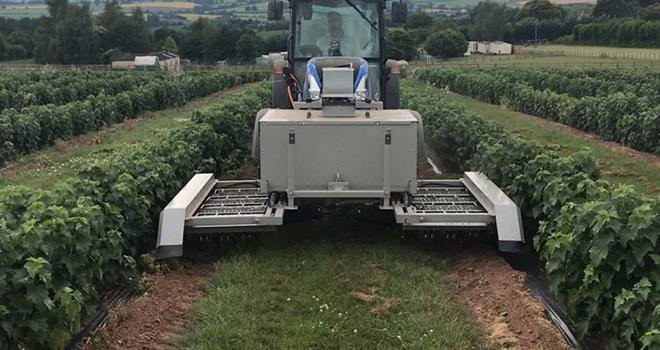 Un prototype de l'entreprise RootWave de désherbage électrique est testé sur les cultures de petits fruits rouges en Angleterre. Photo : Rootwave