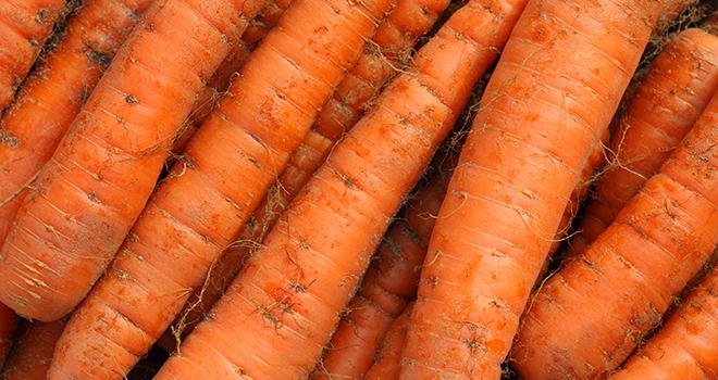 Les prix de la carotte de saison sont, en septembre 2020, supérieurs de 8 % à ceux de septembre 2019 et de 29 % par rapport aux prix moyens 2015-2019. Photo : galam/Adobe Stock
