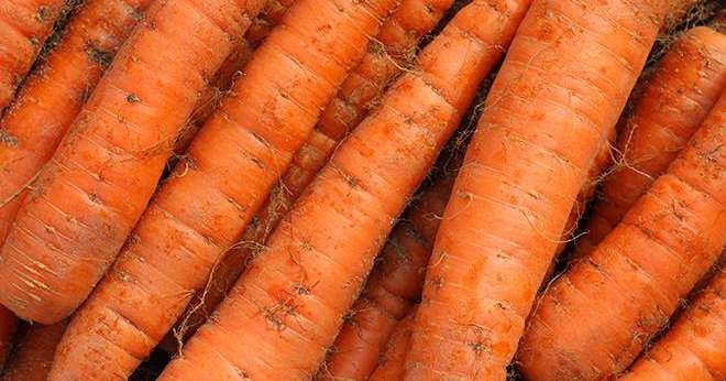 Les prix de la carotte de saison sont, en septembre 2020, supérieurs de 8 % à ceux de septembre 2019 et de 29 % par rapport aux prix moyens 2015-2019. Photo : galam/Adobe Stock