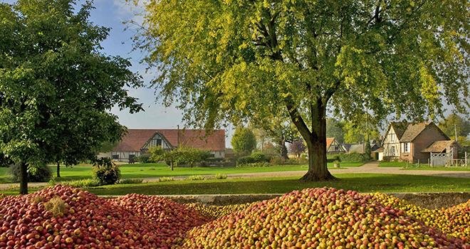 Selon les prévisions d’Unicid, le volume de production de pommes à cidre devrait s’élever à 275000 tonnes, en progression de 10% par rapport à une année moyenne. Photo : Unicid