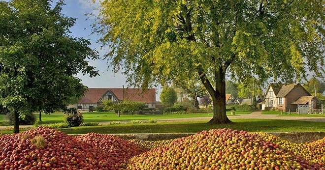 Selon les prévisions d’Unicid, le volume de production de pommes à cidre devrait s’élever à 275000 tonnes, en progression de 10% par rapport à une année moyenne. Photo : Unicid