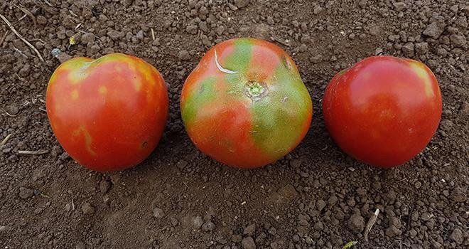 Après la découverte du gène offrant une résistance élevée au virus de la tomate ToBRFV, Enza Zaden annonce poursuivre ses efforts pour développer des variétés de tomates hautement résistantes au virus. Photo : Anses