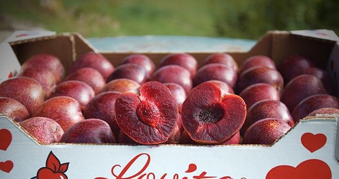 Une cinquantaine de tonnes de la prune Lovita® devraient être commercialisées entre septembre et octobre 2020. Photo : DR