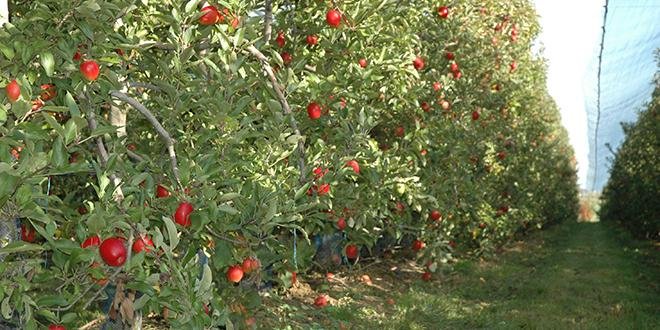 En pommes, la récolte française 2020 devrait s’établir à 1,431 Mt, inférieure à la moyenne décennale de 1,521 Mt, et aux 1,651 Mt de 2019. Photo : O.Lévêque/Pixel6TM