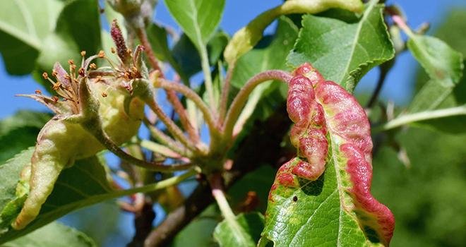 Lors des prochaines rencontres du GIS Fruits, le point sera fait sur le comportement du puceron cendré du pommier, en présence de plantes aromatiques. Photo : DR 