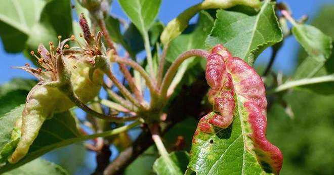 Lors des prochaines rencontres du GIS Fruits, le point sera fait sur le comportement du puceron cendré du pommier, en présence de plantes aromatiques. Photo : DR 