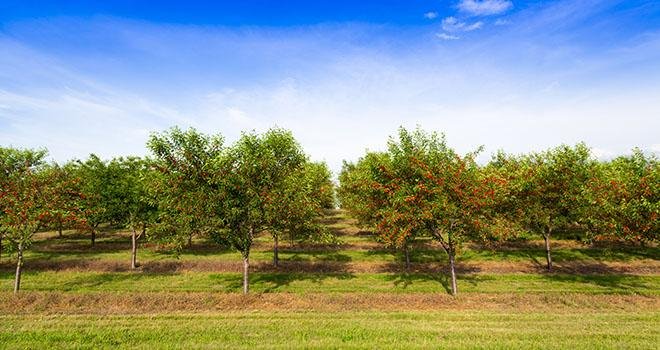 Les ventes de produits phytosanitaires ont reculé de 44% entre 2018 et 2019. Photo : pyzata/Adobe stock