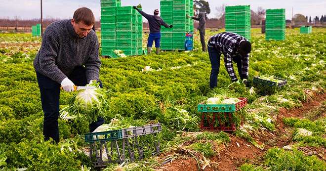 L'agence espagnole Terra Fecundis envoie chaque année des saisonniers étrangers en France. Elle est actuellement inquiétée dans une affaire de dumping social. Photo : JackF/Adobe stock