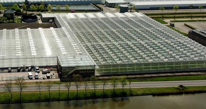 Le nouveau centre Tomato Vision comprend 14 000 m2 de serre de haute technologie où 800 nouveaux hybrides uniques sont testés et sélectionnés pour les besoins spécifiques du marché. CP :  Syngenta