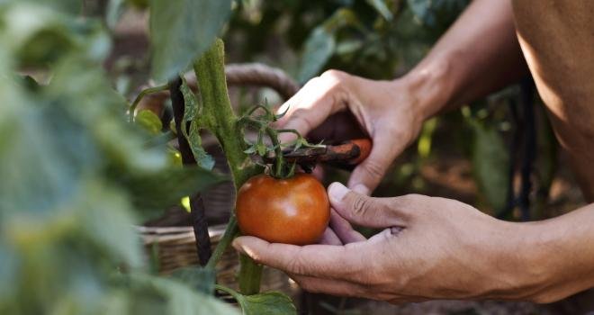 Les tomates font partie des productions qui vont très rapidement demander un renfort de main-d'œuvre. CP : nito/Adobe Stock