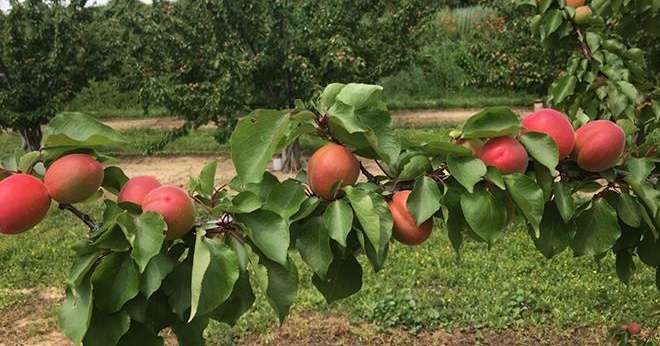 Malgré des volumes en recul, les producteurs d'abricots français espèrent pouvoir miser sur la qualité organoleptique de leurs fruits. Photos : AOP Pêches et Abricots de France