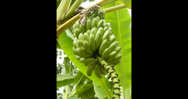 Grâce à la mise en place de mesures sanitaires, les producteurs de bananes de Guadeloupe et de Martinique ont pu maintenir leur activité et approvisionner les consommateurs métropolitains. Photo : xlatlantique/Adobe stock