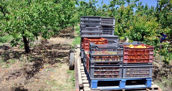 Les producteurs de fruits vont avoir besoin de main-d'œuvre pour récolter les fruits d'été, notamment les abricots. CP : pf3/Adobe Stock0