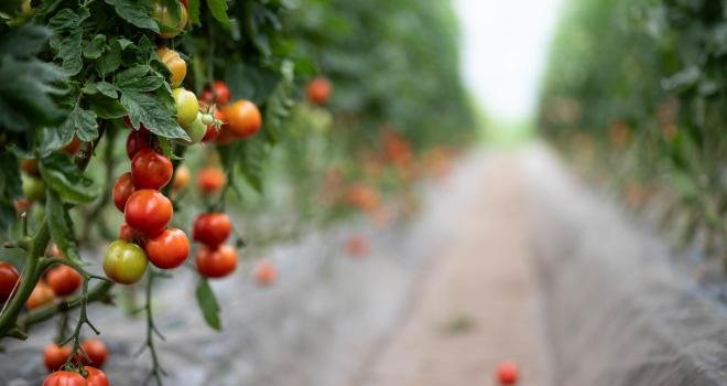 Pour la première fois, les producteurs de légumes français n'ont pas pu, de décembre à avril, commercialiser de produits bio cultivés sous serre chauffée. CP :  lamurebenjamin/Adobe Stock