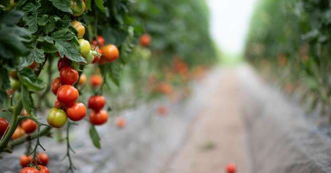 Pour la première fois, les producteurs de légumes français n'ont pas pu, de décembre à avril, commercialiser de produits bio cultivés sous serre chauffée. CP :  lamurebenjamin/Adobe Stock