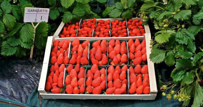 Côteaux Nantais va distribuer huit à douze tonnes de fraises 100 % françaises et de premier choix en magasins bio. CP : DR
