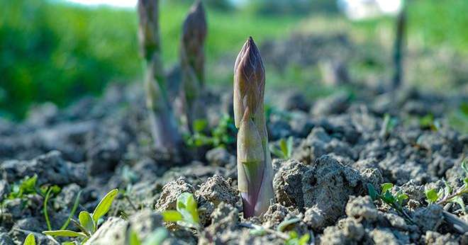 Les douze producteurs d’asperge d’Arterris cultivent majoritairement des asperges vertes, à plus forte valeur ajoutée que les asperges blanches. Photo : Barmalini/Adobe stock