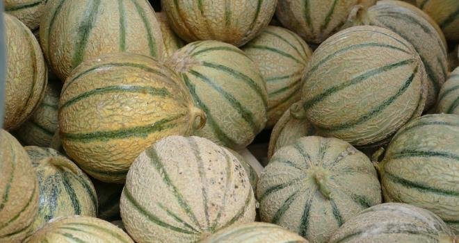 Le groupement de producteurs Force Sud va relancer la marque de melons Rouge-Gorge. CP : SiRo/Adobe Stock