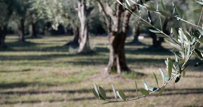 France Olive souhaite que les oléiculteurs amateurs puissent se déplacer pour entretenir leurs oliveraies. CP : ascain64/Adobe Stock