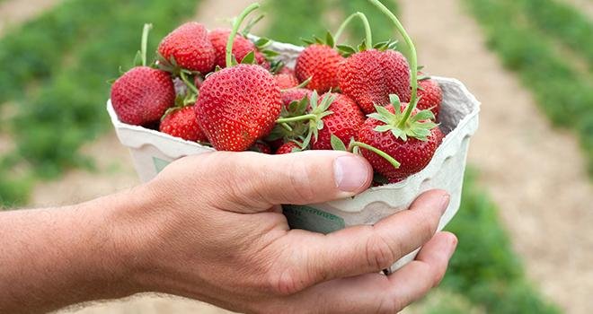 3 600 barquettes de fraises françaises vont être offertes aux hôpitaux et cliniques du Bas-Rhin par l’AOPn Fraises de France. Photo : Gyula Gyukli/Adobe stock