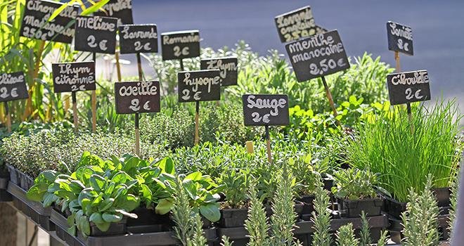 Désormais, les plants aromatiques sont autorisés à la vente en Corrèze, malgré les mesures de confinement. Photo : illustrez-vous/Adobe stock