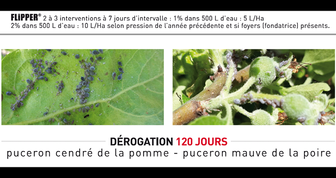  FLiPPER® est autorisé jusqu’au 17 juillet 2020 pour lutter contre le puceron cendré du pommier et le puceron mauve du poirier, indique l’entreprise De Sangosse. Photo : DR