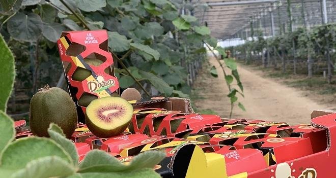 Le kiwi rouge Dored présente un goût plus doux, plus sucré et moins acide que le kiwi vert, explique le producteur Jean-Michel Aurières. Photo : Reden Solar