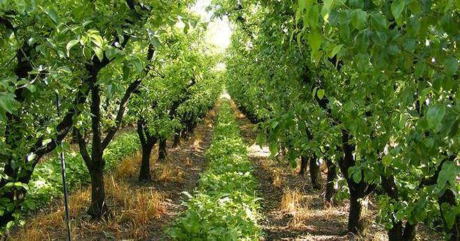 L'enveloppe de 25M€ destinée à soutenir financièrement les agriculteurs suite à la nouvelle réglementation sur les ZNT sera réservée aux filières fruits et légumes et en viticulture. Photo : Franck Vantomme/Adobe Stock