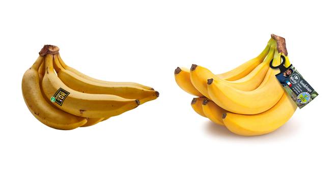 À gauche, la Pointe d'Or, une nouvelle variété résistante à la cercosporiose noire. À droite, la banane Cavendish de la gamme filière qualité Carrefour, garantie sans insecticides et sans traitements chimiques post-récolte. Photos : UGPBAN.