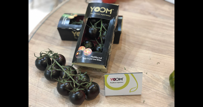 La tomate pourpre Yoom a obtenu le premier prix du concours Fruit Logistica Innovation Award. Photo : Syngenta