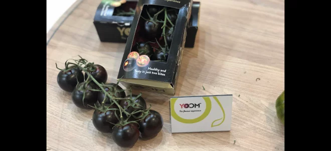 La tomate Yoom, lauréate du concours Fruit Logisti