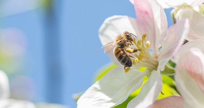 Afin de protéger les pollinisateurs et les écosystèmes, le Gouvernement interdit l’usage de deux nouvelles substances phytopharmaceutiques. Photo : Jbosvert / Adobe Stock