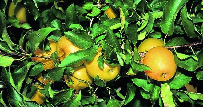 Selon Agrauxine, Moka aurait des effets bénéfiques sur des facteurs qualitatifs tels que la couleur des fruits, sur la pomme. Photo : DR