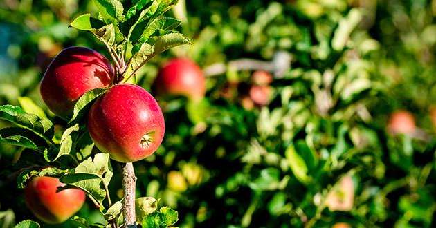 Les ventes de produits de biocontrôle en arboriculture fruitière boostent le chiffre d'affaires d'Adermatt France. Photo : Paul Fauchille/Adobe stock