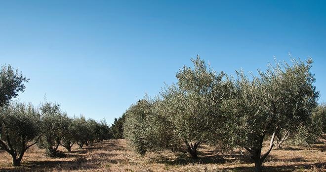 En cas de propagation à l'ensemble de l'UE, Xylella fastidiosa pourrait entraîner des pertes de production annuelles de 5,5 milliards d'euros, touchant 70 % de la valeur de production d'oliviers âgés dans l'Union. Photo : pixarno/Adobe Stock