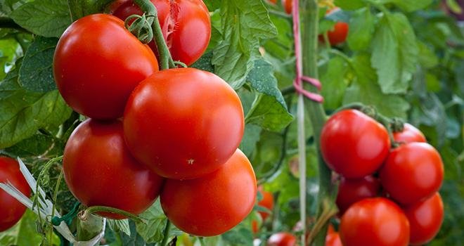 Les tomates produites par les adhérents de la coopérative Solarenn sont désormais toutes certifiées HVE. Photo : Dusan Kostic/Adobe Stock