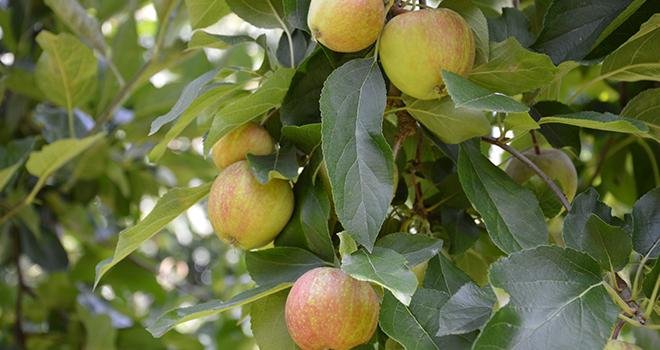 La récolte de pommes 2019 s'annonce satisfaisante tant au niveau de la qualité que de la quantité. Une opportunité quand les récoltes européennes devraient afficher des chiffres à la baisse. Photo : B.Bosi/Media&Agriculture