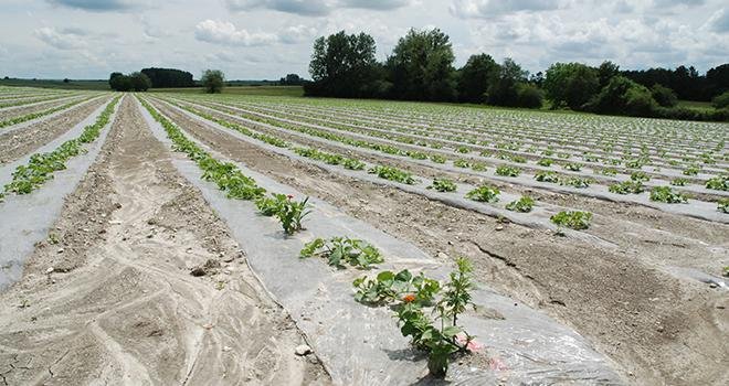 L’entreprise Val de Sérigny lance la commercialisation de ses melons avec mention « cultivé sans pesticides de synthèse ». Photo : O.Lévêque/Pixel6TM
