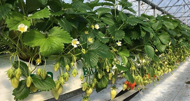 En fusionnant avec le Ciref, les activités d’Invenio s’élargissent à la création et à la sélection variétales, plus particulièrement à celles de la fraise. Ici, des fraises cultivées à la station Invenio de Sainte-Livrade-sur-Lot. Photo: B.Bosi/M&A