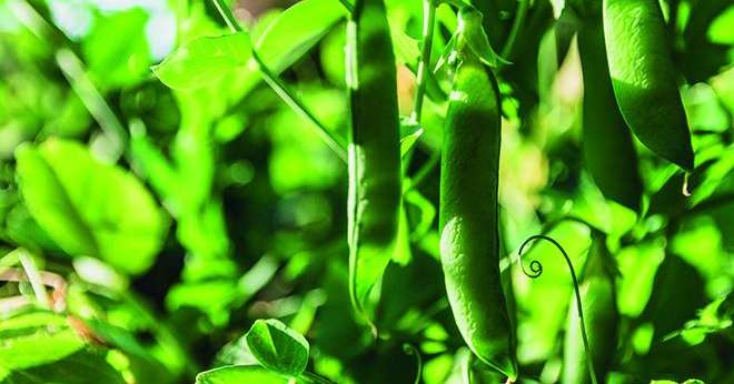 La fusion Terres du Sud-Uniproledi va permettre à la nouvelle entité de constituer un acteur majeur de la filière fruits et légumes dans le Sud-Ouest. Photo : Nathalie Pothier