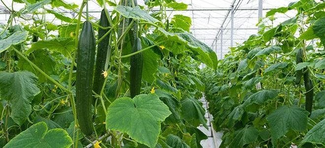 Légumes d’été bio cultivés sous serres chauffées :