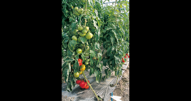 « L’interdiction du chauffage des serres pour la production de fruits et légumes bio n'aurait de sens qu'en étant prise au niveau européen », estime Olivier Allain, vice-président de la Région Bretagne à l’agriculture. Photo : DR