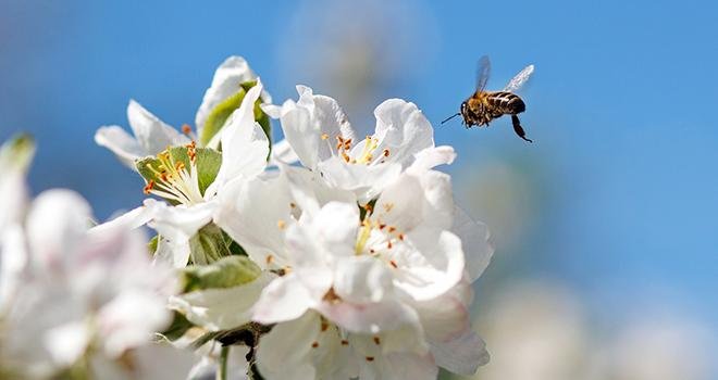 Selon une étude publiée dans la revue "Journal of Applied Ecology", l'agriculture bio limiterait le déclin des colonies d'abeilles en fin de printemps. Photo : serkucher/Adobe stock