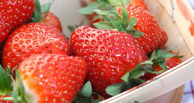 La récolte de fraises de la campagne 2019 serait de 59 400 tonnes. Photo : Juliemrvl/Adobe Stock
