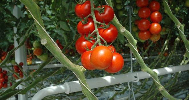 Au niveau du Cerafel, la tomate grappe et la ronde, jusqu’ici les références de la gamme, ont particulièrement souffert en 2018, les consommateurs s’en détournant de plus en plus au profit des tomates de diversification. Photo : D.Bodiou/Pixel6TM