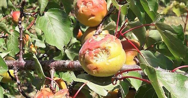 Suite à l’orage de grêle d’une rare violence qui a touché la région Rhône-Alpes samedi 15 juin, les pertes devraient représenter 13 000 tonnes d’abricots et 3 000 tonnes de pêches sur les seize entreprises de l’AOP Pêches Abricots. Photo : AOP Pêches Abricots