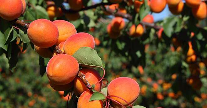 Le renouvellement de l'accord interprofessionnel sur le calibrage des abricots fait débat au sein des familles d'Interfel. Photo : Into the wild/Adobe Stock