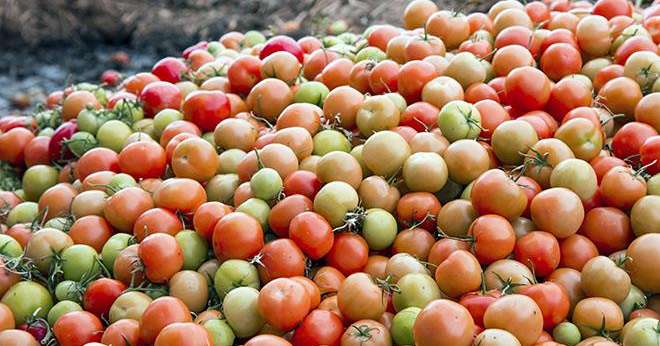 L'appel à candidatures est ouvert à toutes les stations, les producteurs-expéditeurs et les expéditeurs indépendants, situés en France métropolitaine, qui produisent des fruits et légumes destinés à la consommation humaine. Photo : Sonja Birkelbach/adobe stock