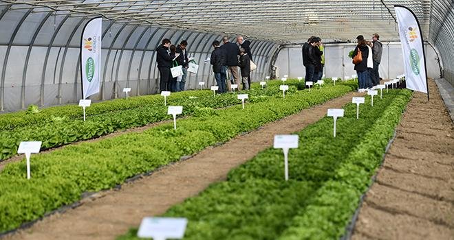 Les participants ont découvert en avant-première près de 60 nouvelles variétés de salades proposées par Vilmorin-Mikado pour la campagne 2019-2020. CP : Vilmorin SA